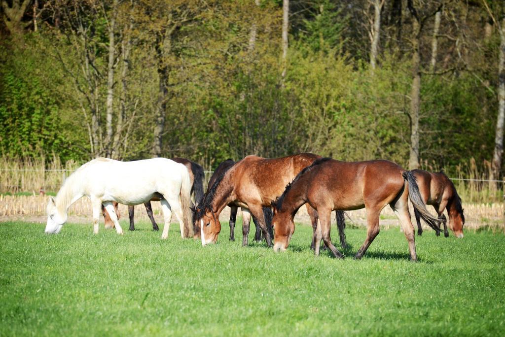 Filippus Vakantiehoeve * Maldegem